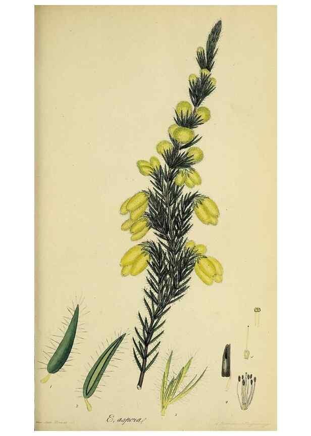 Reproducción/Reproduction 47081079734: The heathery, or, A monograph of the genus Erica :. London :Henry G. Bohn,1845.. 