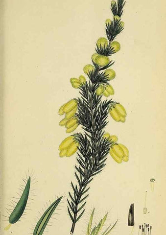 Reproducción/Reproduction 47081079734: The heathery, or, A monograph of the genus Erica :. London :Henry G. Bohn,1845.. 