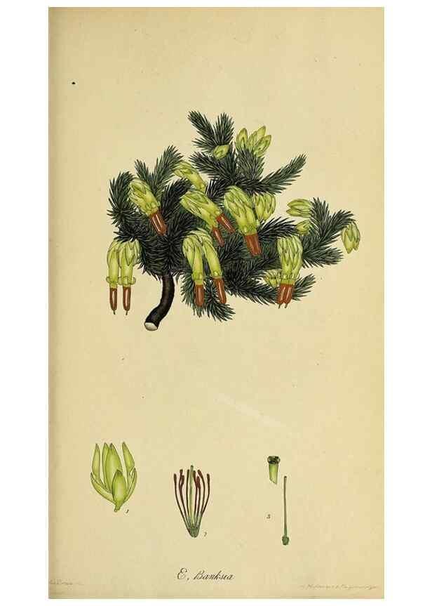 Reproducción/Reproduction 46954229915: The heathery, or, A monograph of the genus Erica :. London :Henry G. Bohn,1845.. 