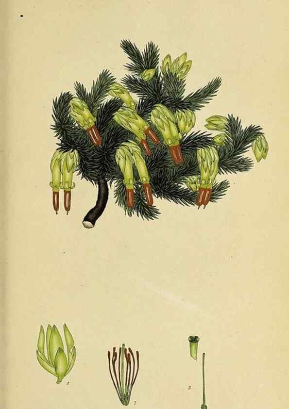Reproducción/Reproduction 46954229915: The heathery, or, A monograph of the genus Erica :. London :Henry G. Bohn,1845.. 