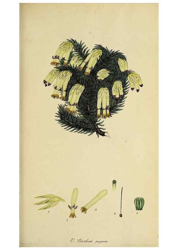 Reproducción/Reproduction 46954230565: The heathery, or, A monograph of the genus Erica :. London :Henry G. Bohn,1845.. 
