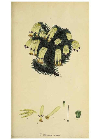 Reproducción/Reproduction 46954230565: The heathery, or, A monograph of the genus Erica :. London :Henry G. Bohn,1845.. 