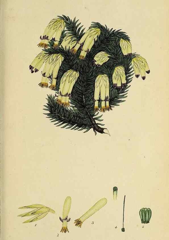 Reproducción/Reproduction 46954230565: The heathery, or, A monograph of the genus Erica :. London :Henry G. Bohn,1845.. 