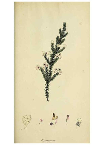 Reproducción/Reproduction 40903861933: The heathery, or, A monograph of the genus Erica :. London :Henry G. Bohn,1845.. 