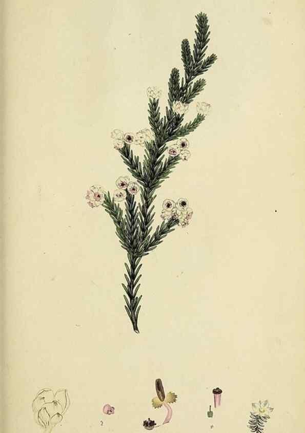 Reproducción/Reproduction 40903861933: The heathery, or, A monograph of the genus Erica :. London :Henry G. Bohn,1845.. 