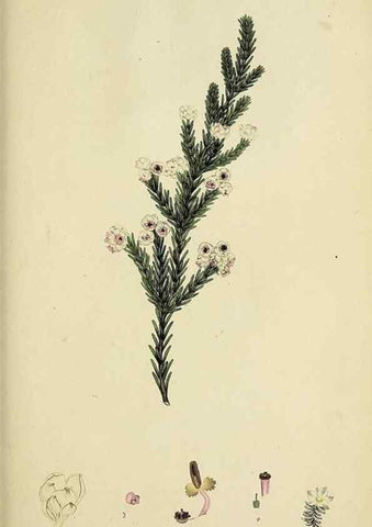 Reproducción/Reproduction 40903861933: The heathery, or, A monograph of the genus Erica :. London :Henry G. Bohn,1845.. 