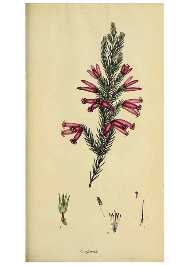 Reproducción/Reproduction 40903861563: The heathery, or, A monograph of the genus Erica :. London :Henry G. Bohn,1845.. 