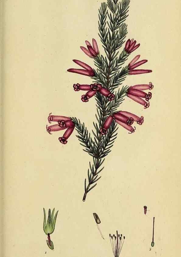 Reproducción/Reproduction 40903861563: The heathery, or, A monograph of the genus Erica :. London :Henry G. Bohn,1845.. 