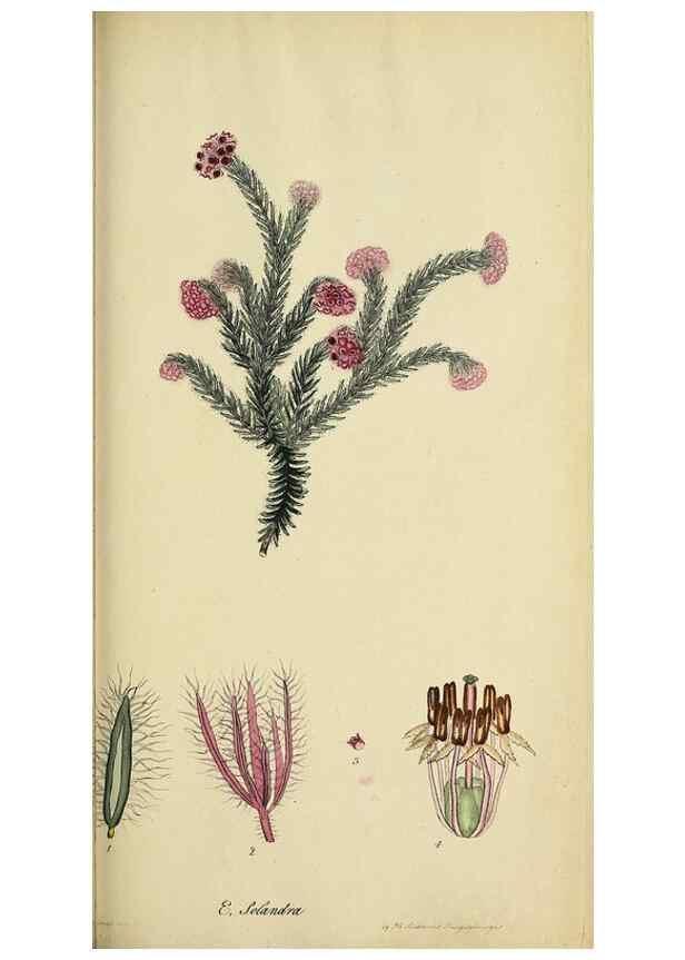 Reproducción/Reproduction 47818147872: The heathery, or, A monograph of the genus Erica :. London :Henry G. Bohn,1845.. 