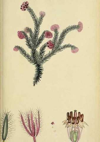 Reproducción/Reproduction 47818147872: The heathery, or, A monograph of the genus Erica :. London :Henry G. Bohn,1845.. 