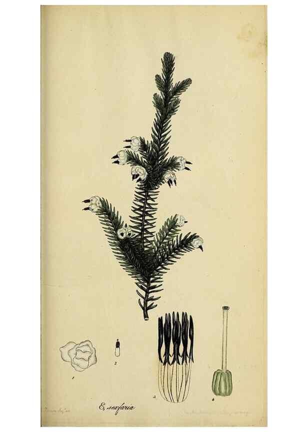 Reproducción/Reproduction 33993123008: The heathery, or, A monograph of the genus Erica :. London :Henry G. Bohn,1845.. 