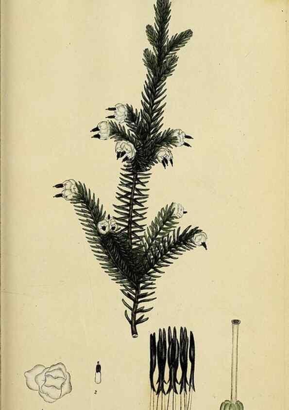 Reproducción/Reproduction 33993123008: The heathery, or, A monograph of the genus Erica :. London :Henry G. Bohn,1845.. 