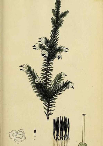 Reproducción/Reproduction 33993123008: The heathery, or, A monograph of the genus Erica :. London :Henry G. Bohn,1845.. 