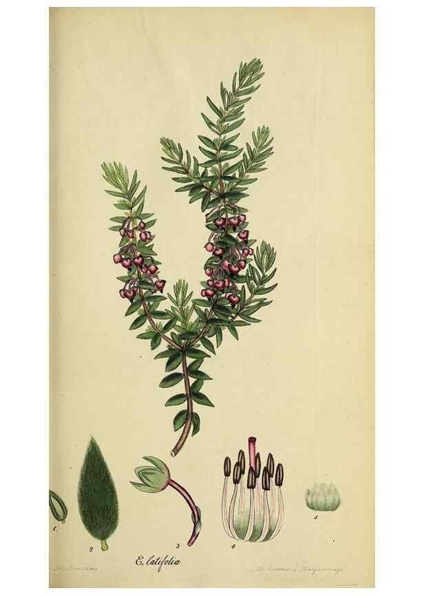 Reproducción/Reproduction 32926207827: The heathery, or, A monograph of the genus Erica :. London :Henry G. Bohn,1845.. 