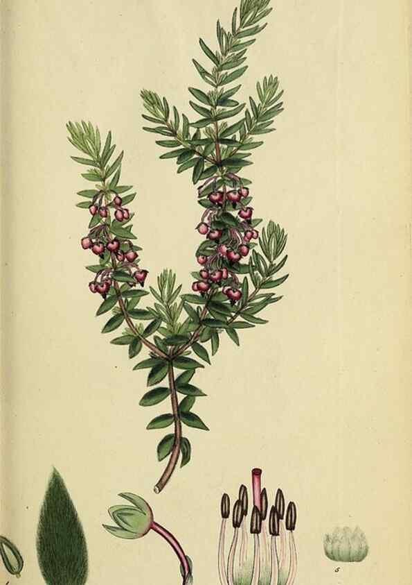 Reproducción/Reproduction 32926207827: The heathery, or, A monograph of the genus Erica :. London :Henry G. Bohn,1845.. 