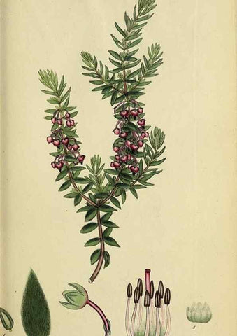 Reproducción/Reproduction 32926207827: The heathery, or, A monograph of the genus Erica :. London :Henry G. Bohn,1845.. 