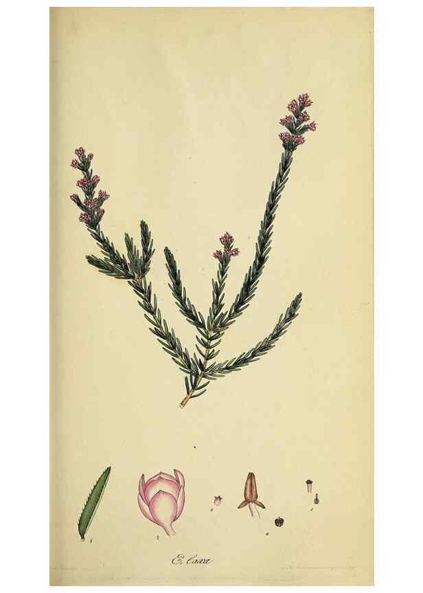 Reproducción/Reproduction 47870341691: The heathery, or, A monograph of the genus Erica :. London :Henry G. Bohn,1845.. 