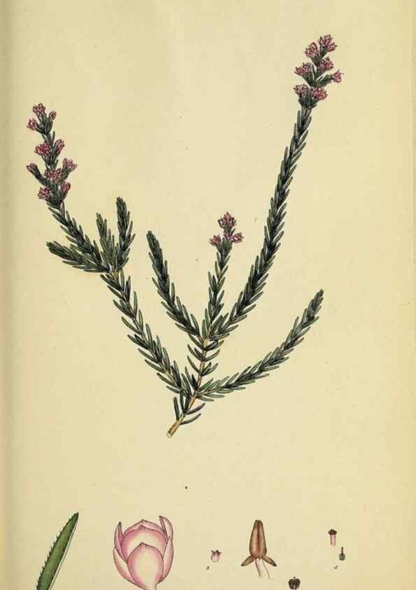 Reproducción/Reproduction 47870341691: The heathery, or, A monograph of the genus Erica :. London :Henry G. Bohn,1845.. 