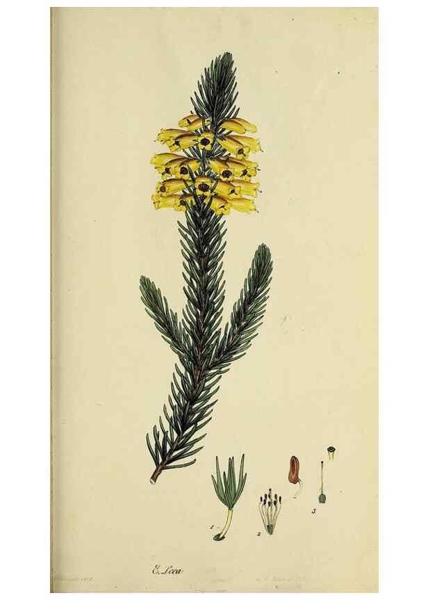 Reproducción/Reproduction 47870342241: The heathery, or, A monograph of the genus Erica :. London :Henry G. Bohn,1845.. 