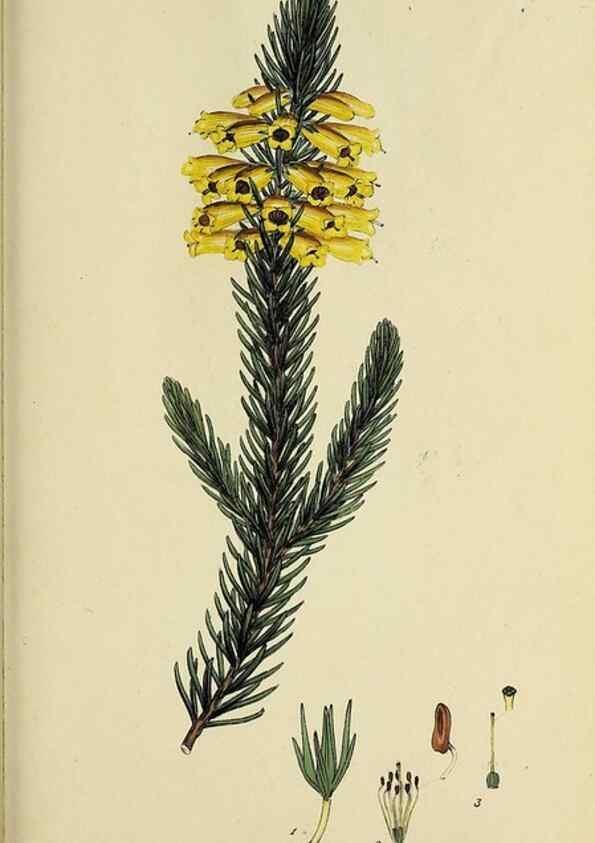 Reproducción/Reproduction 47870342241: The heathery, or, A monograph of the genus Erica :. London :Henry G. Bohn,1845.. 