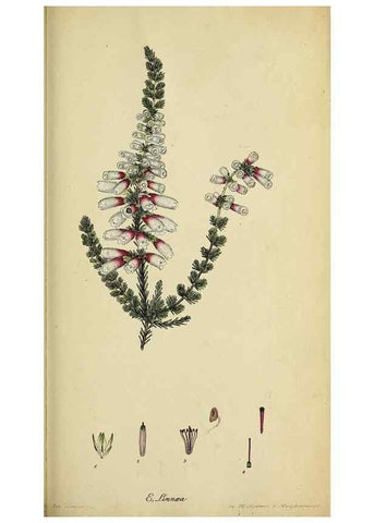 Reproducción/Reproduction 33993116068: The heathery, or, A monograph of the genus Erica :. London :Henry G. Bohn,1845.. 