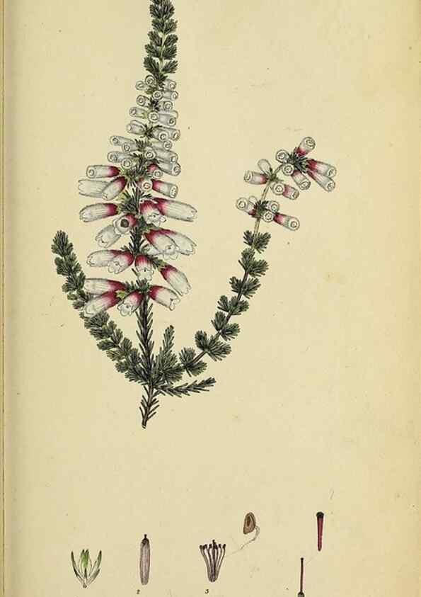Reproducción/Reproduction 33993116068: The heathery, or, A monograph of the genus Erica :. London :Henry G. Bohn,1845.. 