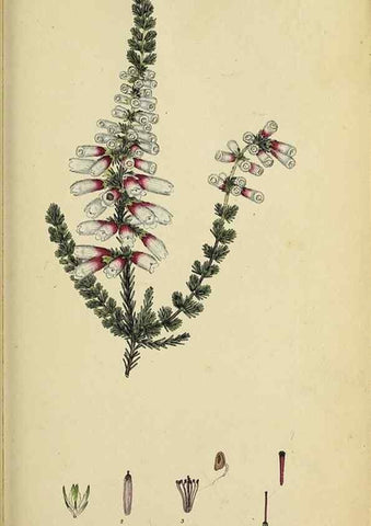 Reproducción/Reproduction 33993116068: The heathery, or, A monograph of the genus Erica :. London :Henry G. Bohn,1845.. 