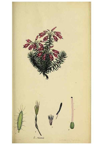 Reproducción/Reproduction 33993116678: The heathery, or, A monograph of the genus Erica :. London :Henry G. Bohn,1845.. 