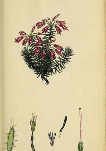 Reproducción/Reproduction 33993116678: The heathery, or, A monograph of the genus Erica :. London :Henry G. Bohn,1845.. 