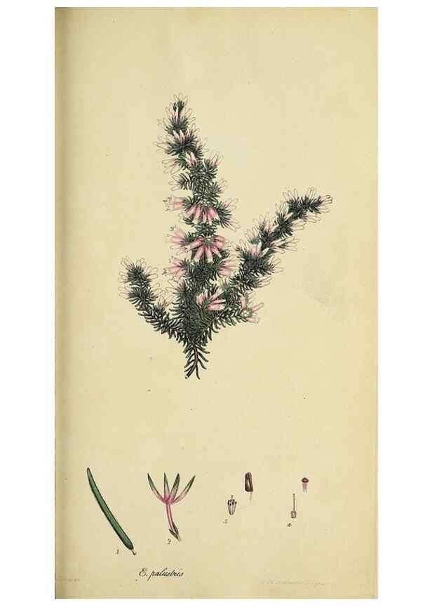 Reproducción/Reproduction 33993117308: The heathery, or, A monograph of the genus Erica :. London :Henry G. Bohn,1845.. 