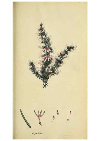 Reproducción/Reproduction 33993117308: The heathery, or, A monograph of the genus Erica :. London :Henry G. Bohn,1845.. 