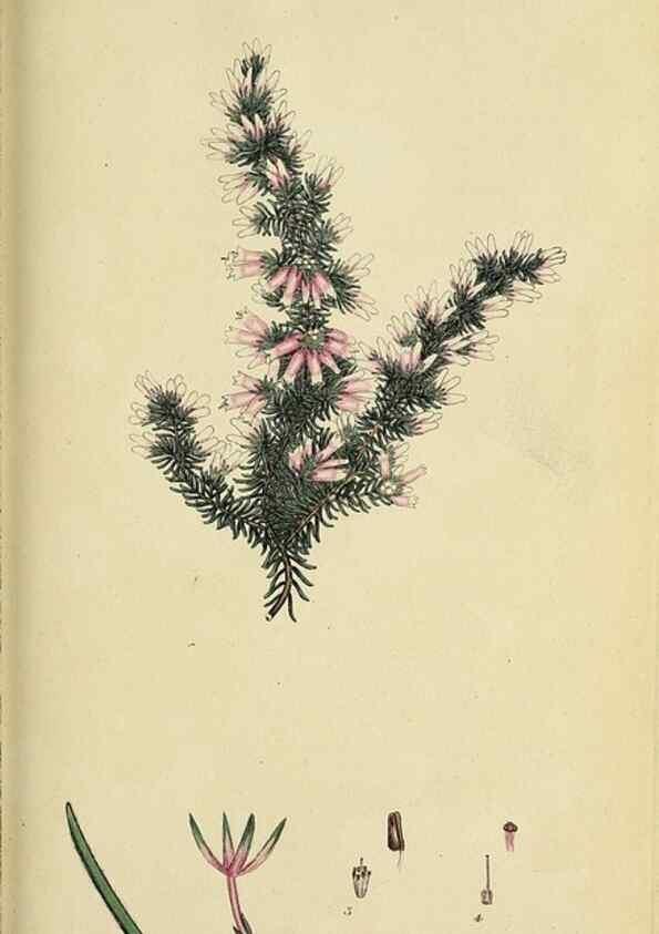 Reproducción/Reproduction 33993117308: The heathery, or, A monograph of the genus Erica :. London :Henry G. Bohn,1845.. 