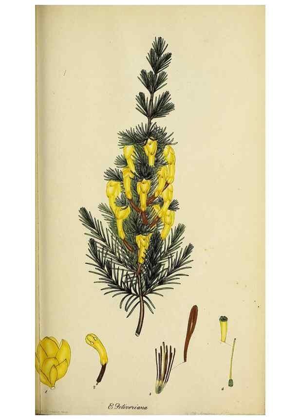 Reproducción/Reproduction 46954163145: The heathery, or, A monograph of the genus Erica :. London :Henry G. Bohn,1845.. 