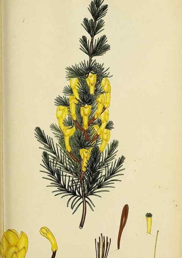 Reproducción/Reproduction 46954163145: The heathery, or, A monograph of the genus Erica :. London :Henry G. Bohn,1845.. 
