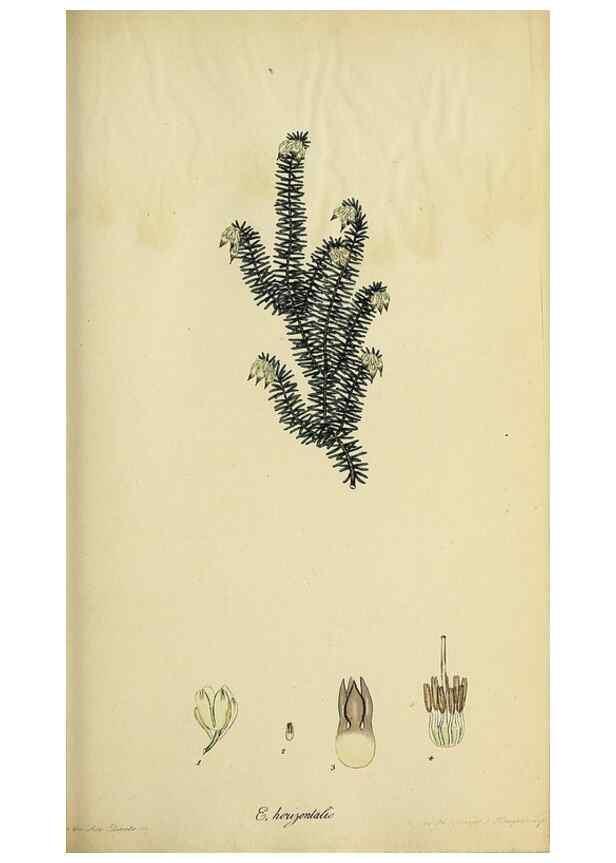 Reproducción/Reproduction 47818142442: The heathery, or, A monograph of the genus Erica :. London :Henry G. Bohn,1845.. 