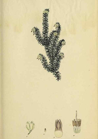 Reproducción/Reproduction 47818142442: The heathery, or, A monograph of the genus Erica :. London :Henry G. Bohn,1845.. 