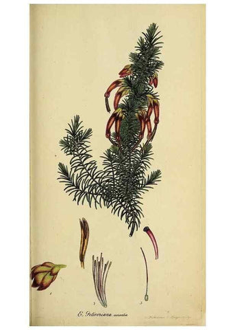 Reproducción/Reproduction 40903858263: The heathery, or, A monograph of the genus Erica :. London :Henry G. Bohn,1845.. 