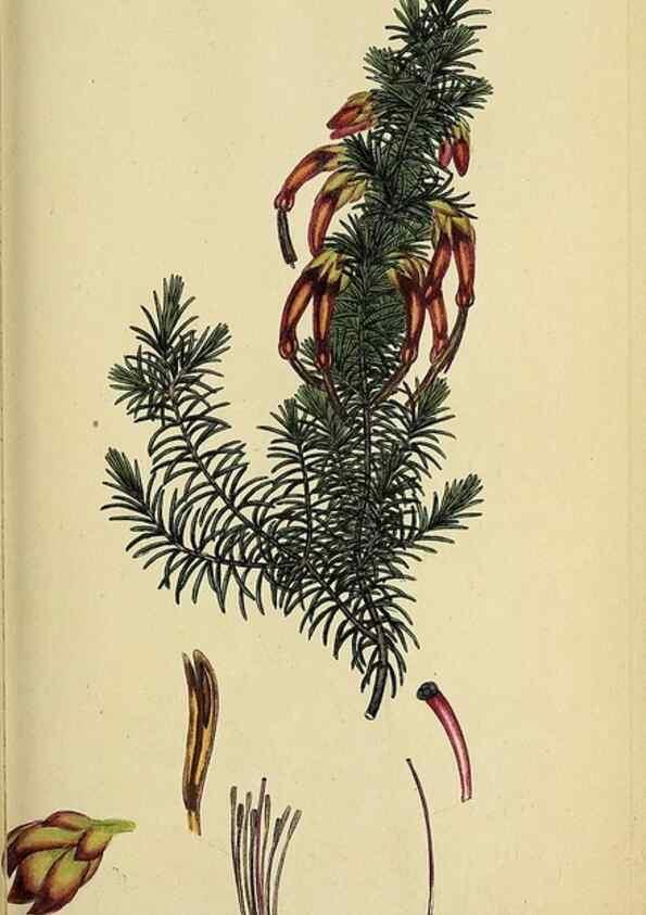 Reproducción/Reproduction 40903858263: The heathery, or, A monograph of the genus Erica :. London :Henry G. Bohn,1845.. 