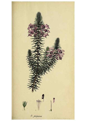 Reproducción/Reproduction 47818145552: The heathery, or, A monograph of the genus Erica :. London :Henry G. Bohn,1845.. 