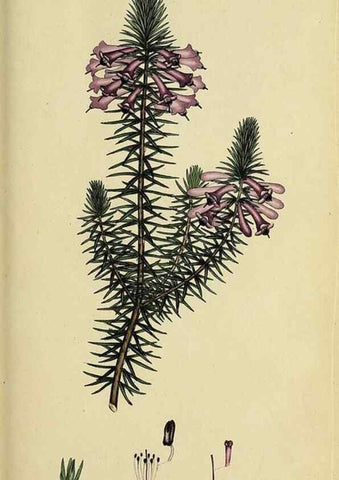 Reproducción/Reproduction 47818145552: The heathery, or, A monograph of the genus Erica :. London :Henry G. Bohn,1845.. 
