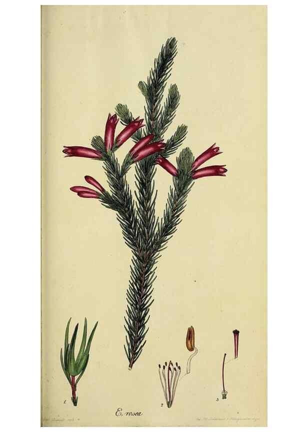 Reproducción/Reproduction 47870347431: The heathery, or, A monograph of the genus Erica :. London :Henry G. Bohn,1845.. 