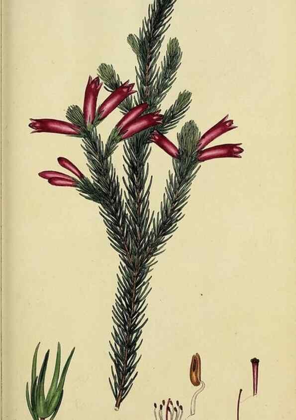 Reproducción/Reproduction 47870347431: The heathery, or, A monograph of the genus Erica :. London :Henry G. Bohn,1845.. 