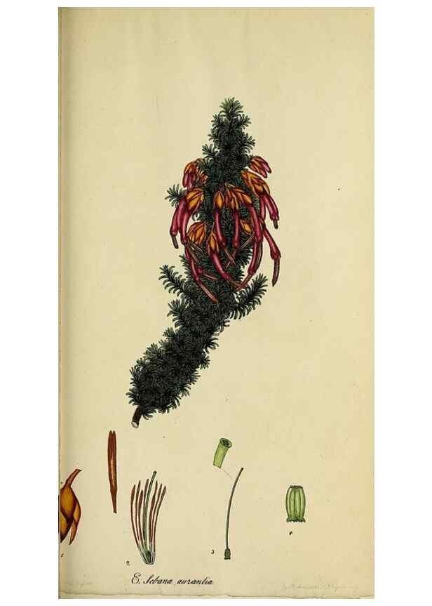 Reproducción/Reproduction 47870348141: The heathery, or, A monograph of the genus Erica :. London :Henry G. Bohn,1845.. 