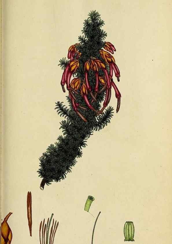 Reproducción/Reproduction 47870348141: The heathery, or, A monograph of the genus Erica :. London :Henry G. Bohn,1845.. 