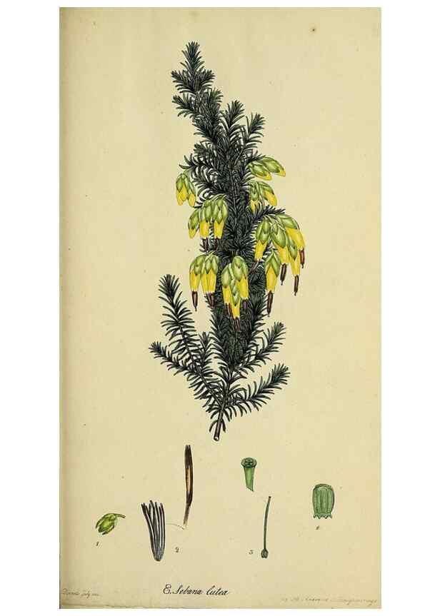 Reproducción/Reproduction 47818146232: The heathery, or, A monograph of the genus Erica :. London :Henry G. Bohn,1845.. 