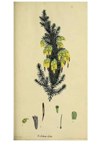 Reproducción/Reproduction 47818146232: The heathery, or, A monograph of the genus Erica :. London :Henry G. Bohn,1845.. 