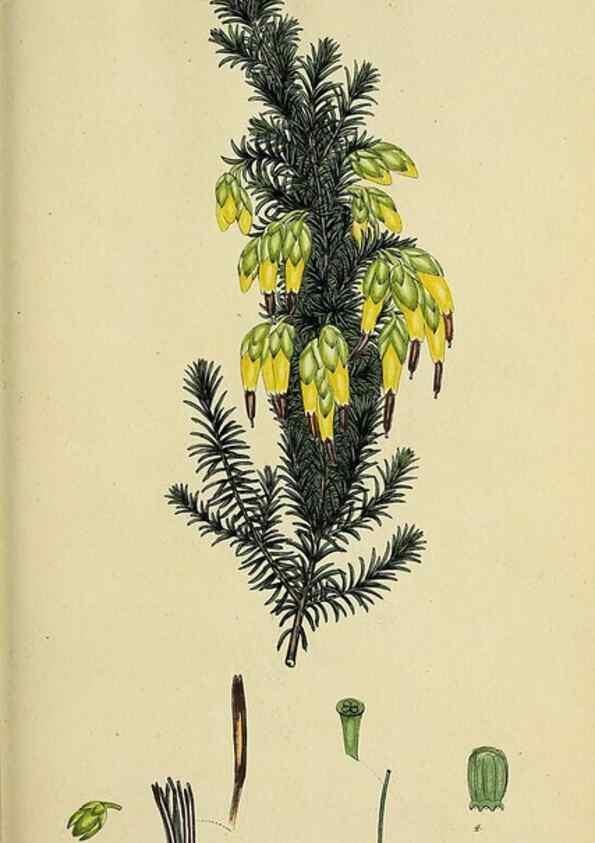 Reproducción/Reproduction 47818146232: The heathery, or, A monograph of the genus Erica :. London :Henry G. Bohn,1845.. 