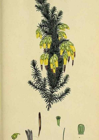 Reproducción/Reproduction 47818146232: The heathery, or, A monograph of the genus Erica :. London :Henry G. Bohn,1845.. 