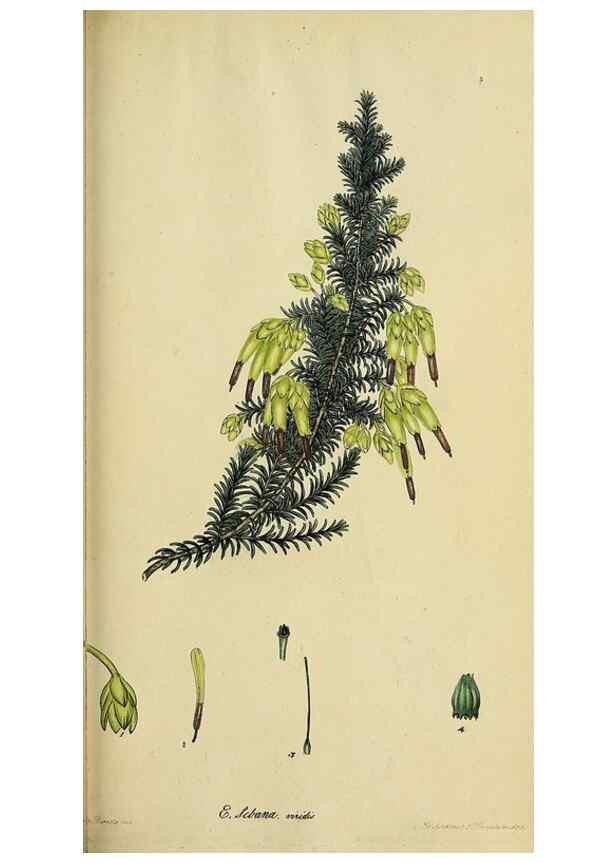 Reproducción/Reproduction 47870349111: The heathery, or, A monograph of the genus Erica :. London :Henry G. Bohn,1845.. 