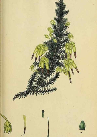 Reproducción/Reproduction 47870349111: The heathery, or, A monograph of the genus Erica :. London :Henry G. Bohn,1845.. 
